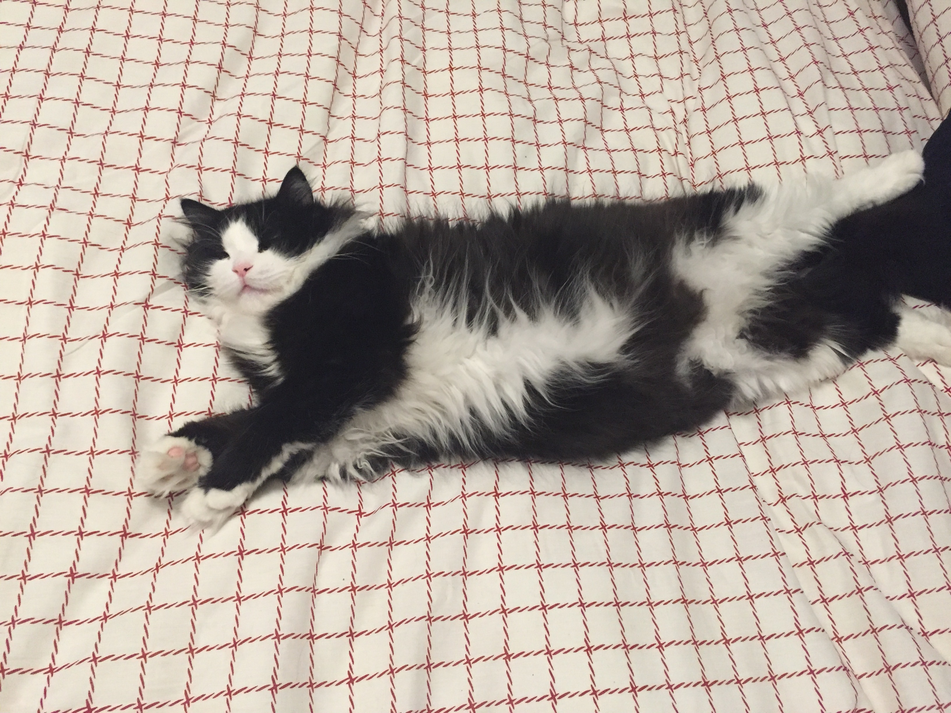 Mi gato Logan